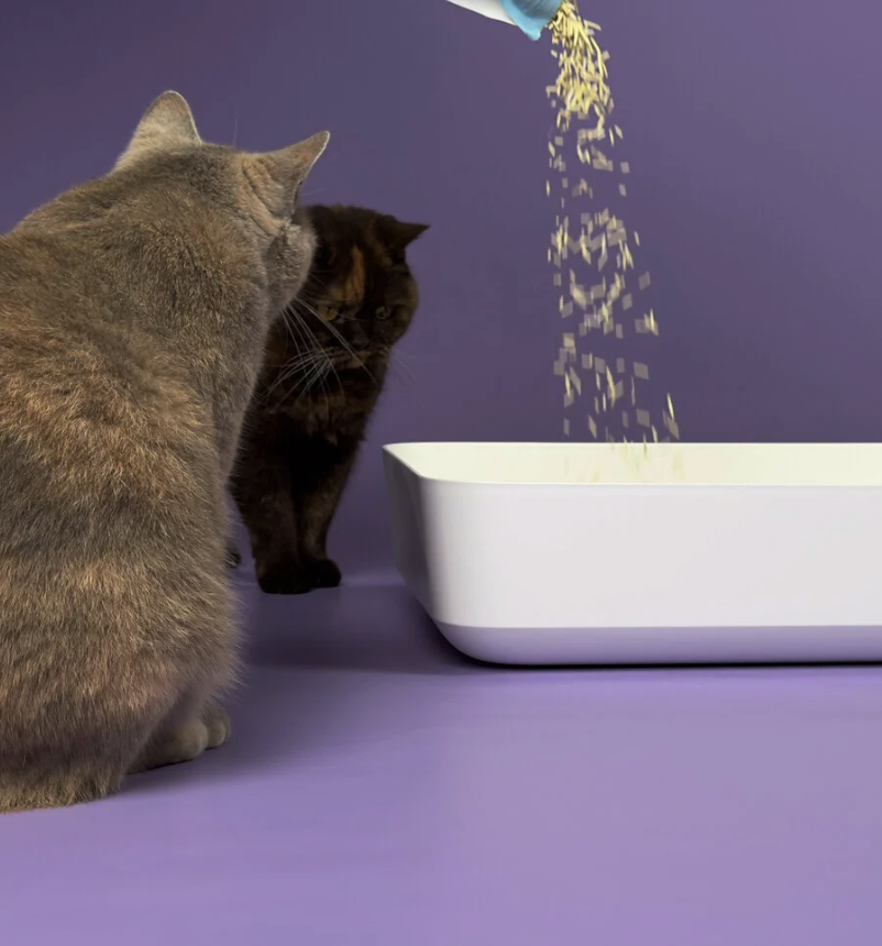saubere innovative lösung für Katzenklo